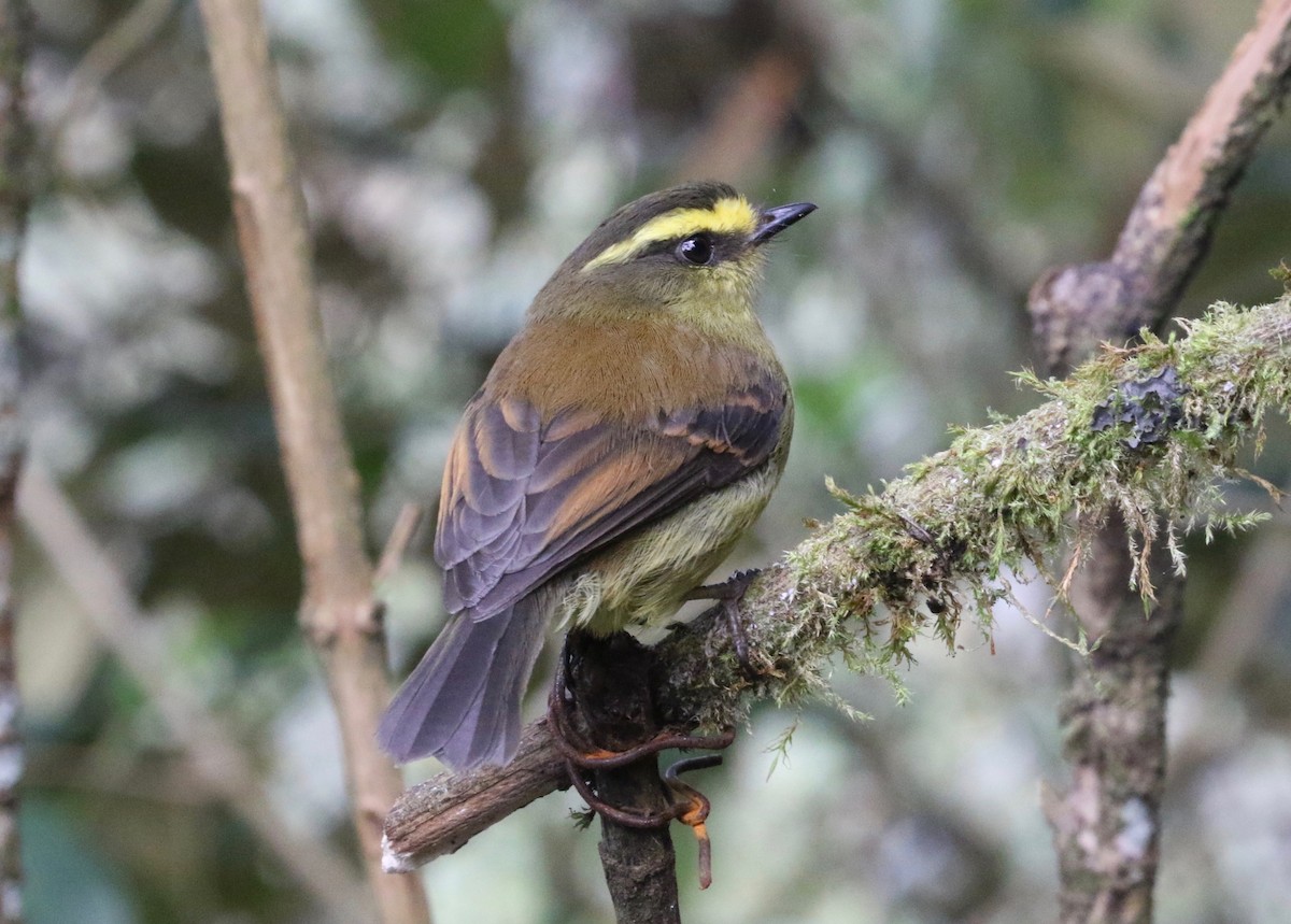 Yellow-bellied Chat-Tyrant - ML620459448