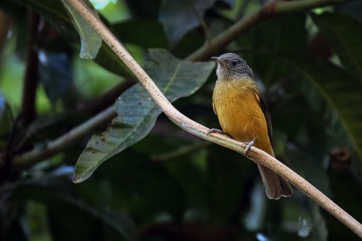 Gray-hooded Flycatcher - ML620459451