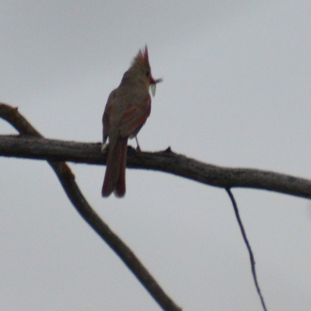 Cardinal rouge - ML620459458