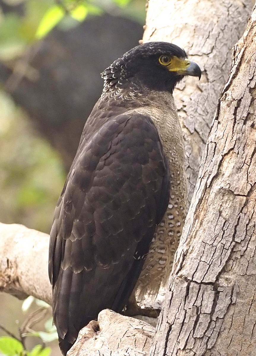 Crested Serpent-Eagle - ML620459460