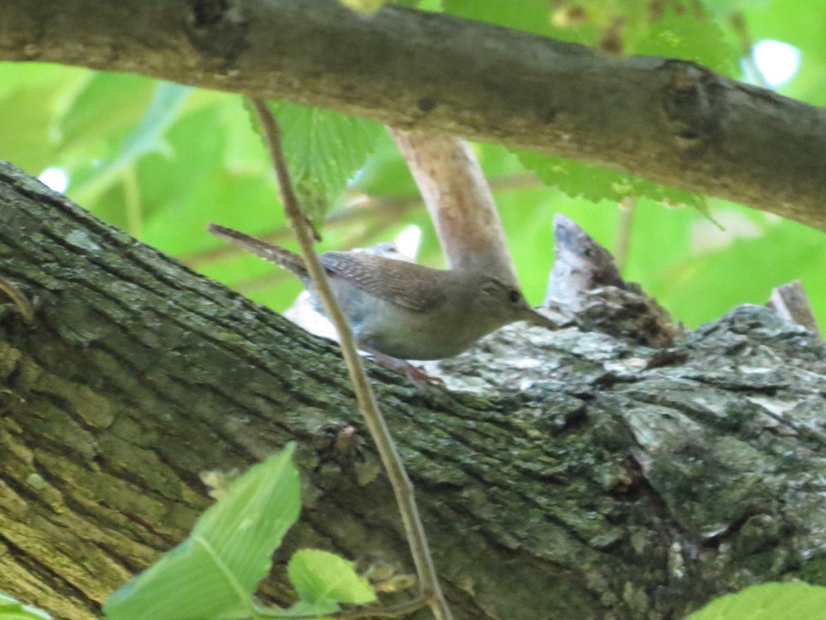 Northern House Wren - ML620459461