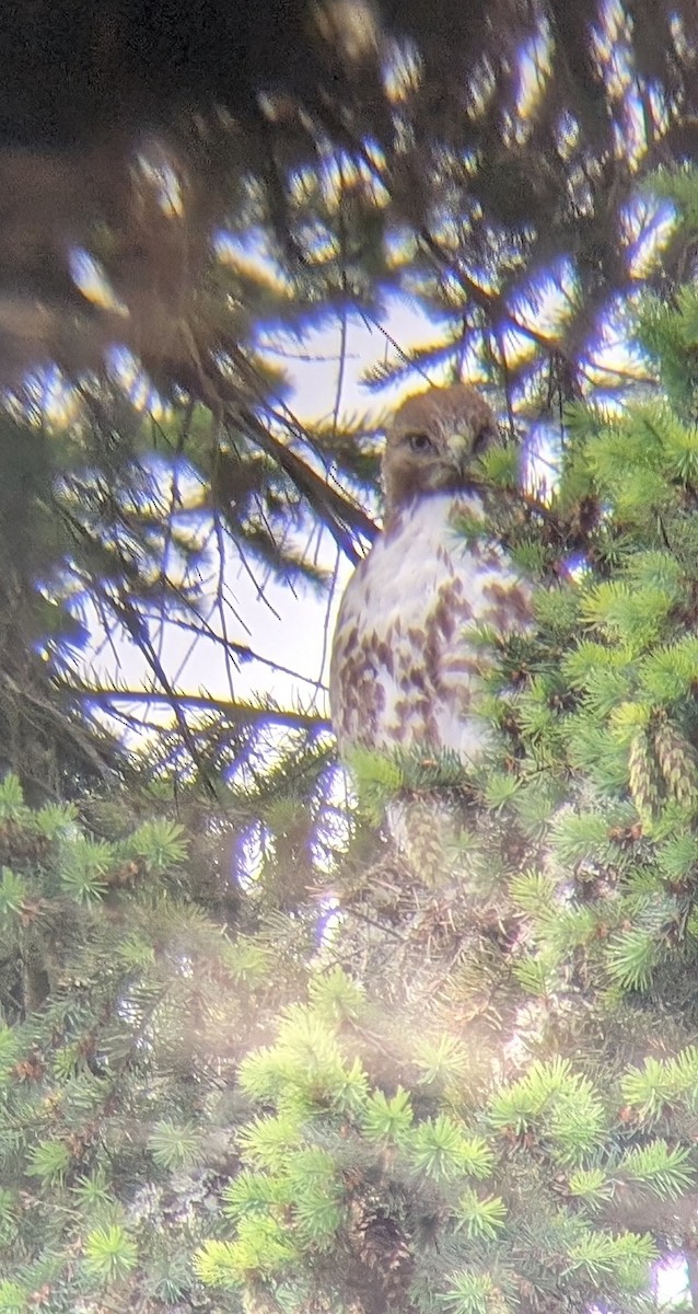 Red-tailed Hawk - ML620459462