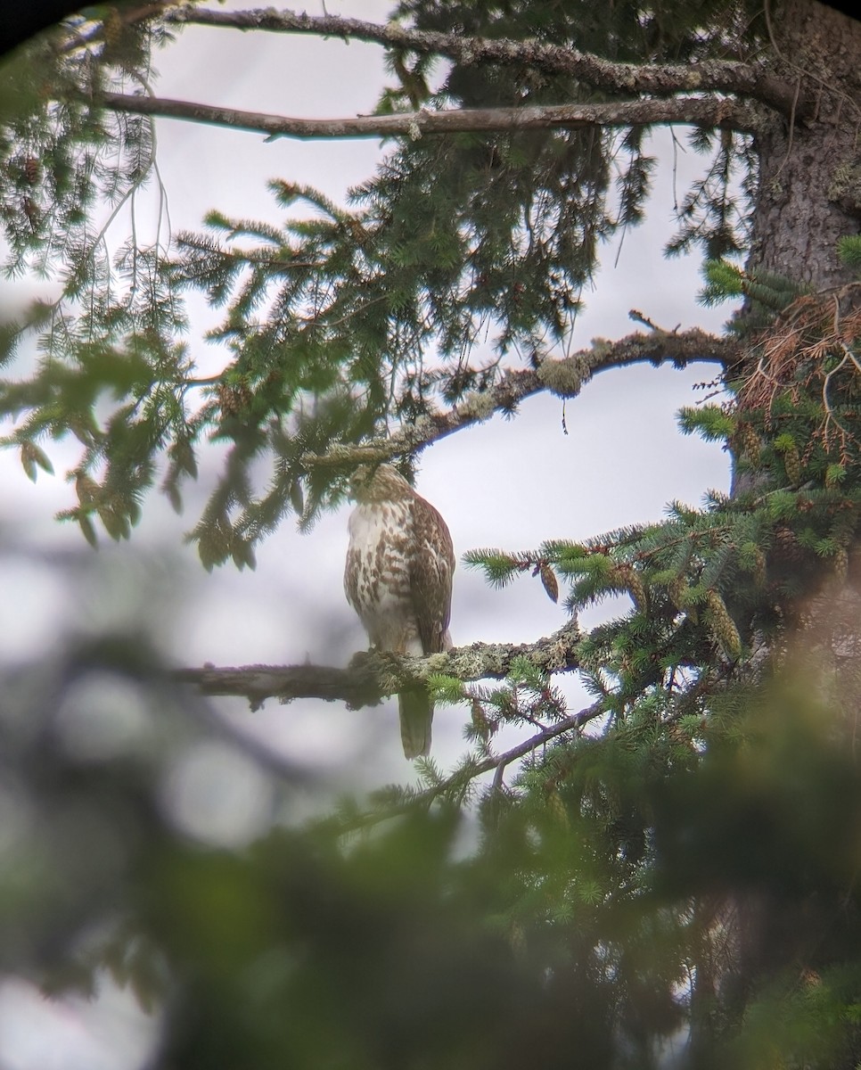 Red-tailed Hawk - ML620459464