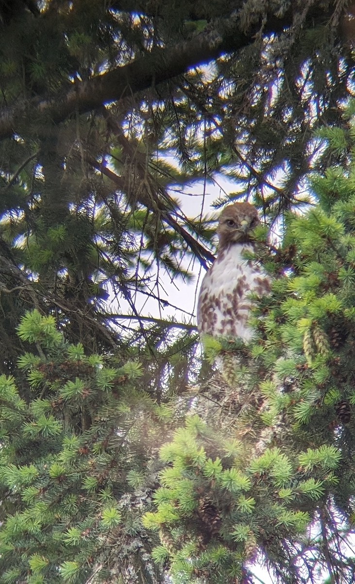Red-tailed Hawk - ML620459465