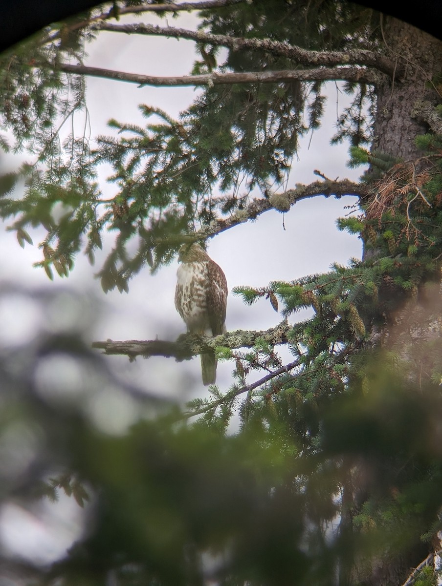 Red-tailed Hawk - ML620459467