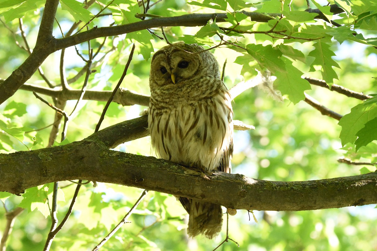 Barred Owl - ML620459468