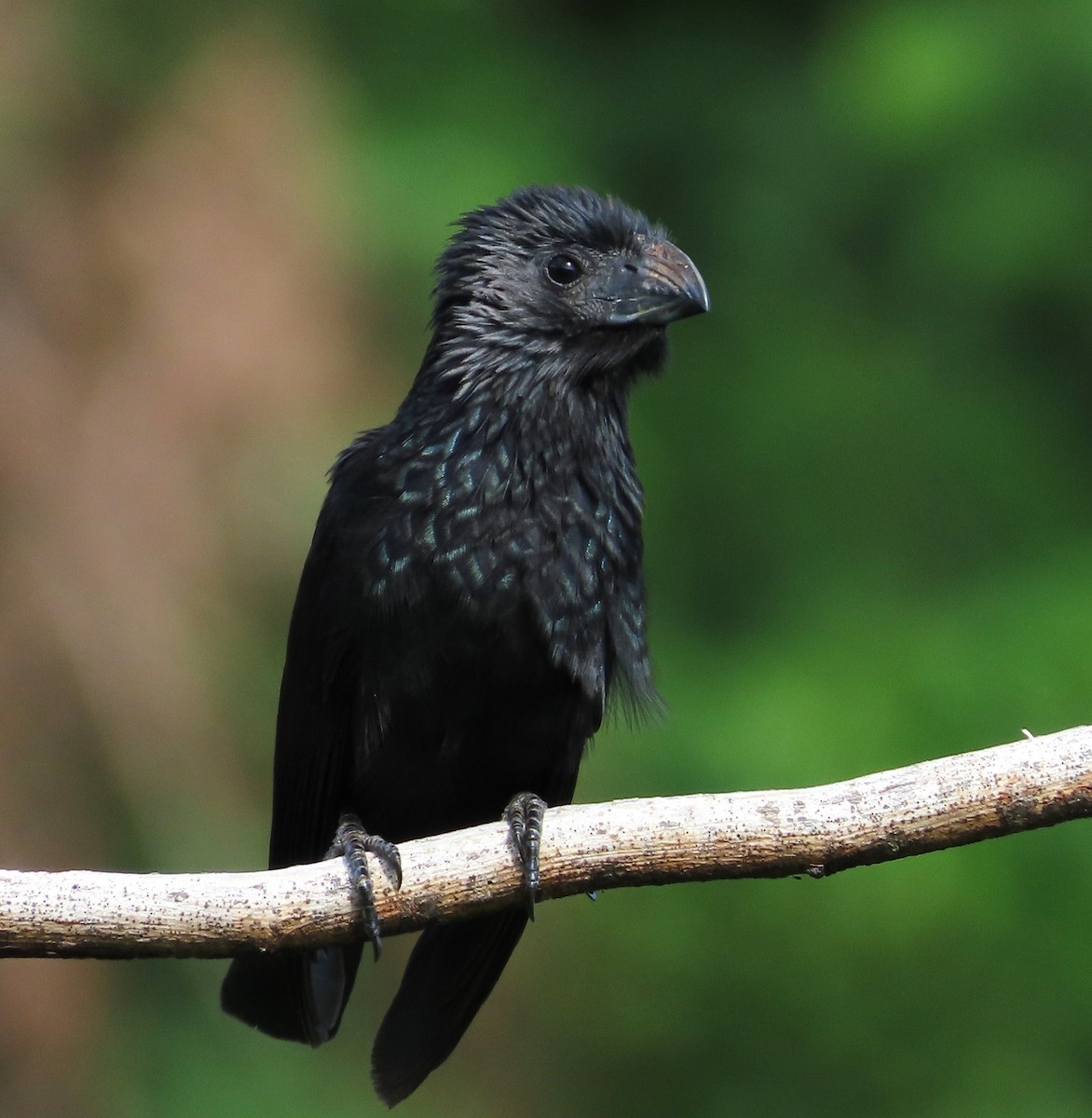 Groove-billed Ani - ML620459469