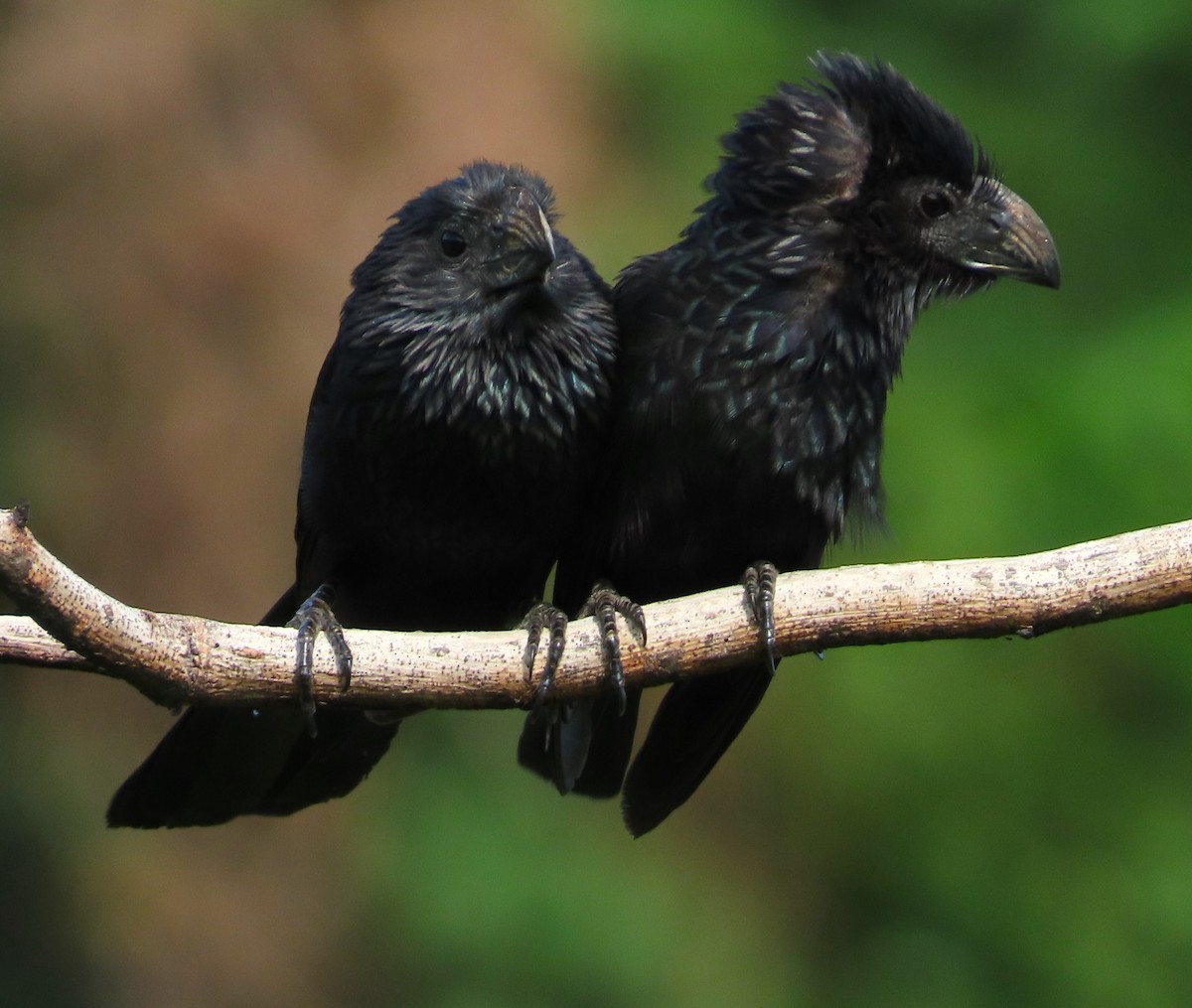 Groove-billed Ani - ML620459470