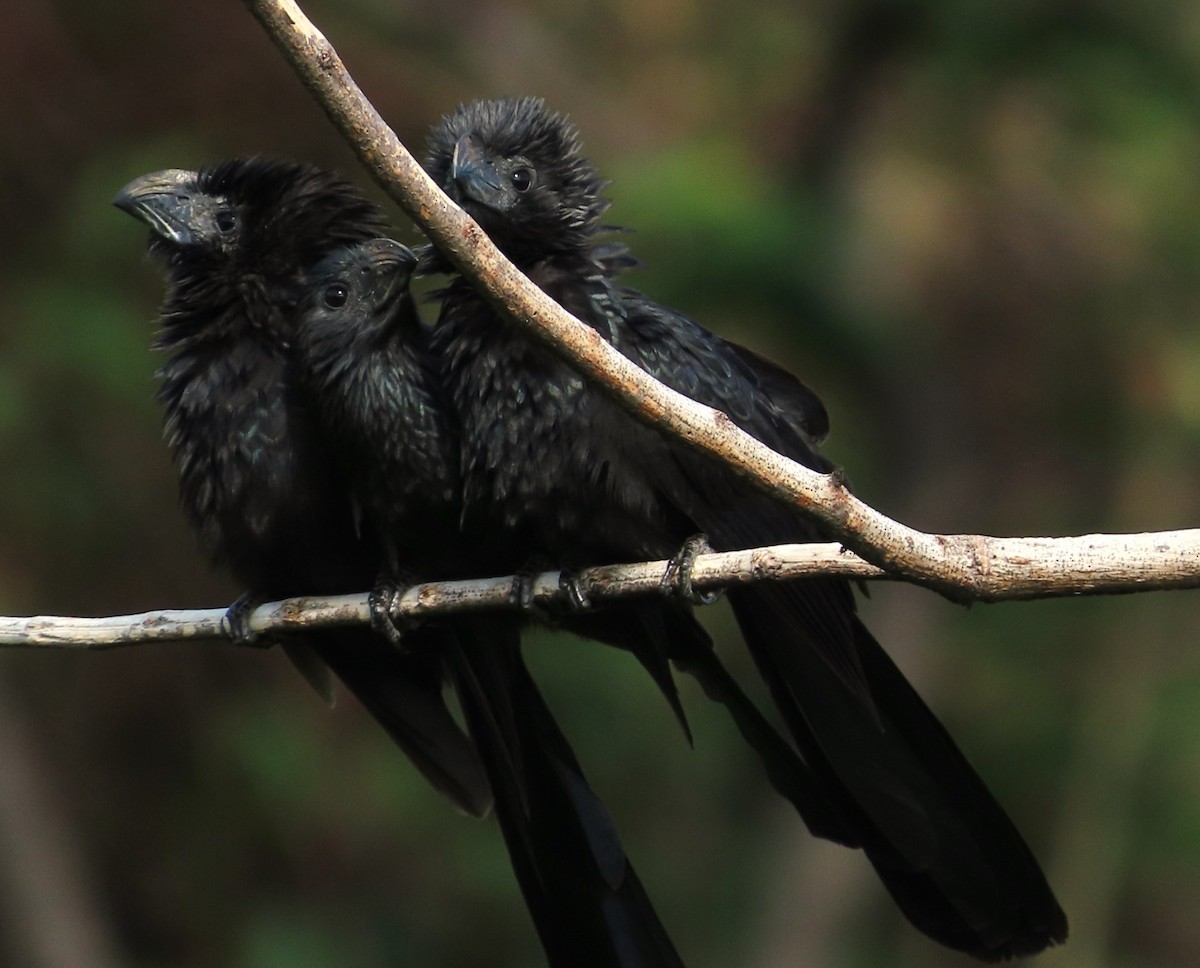 Groove-billed Ani - ML620459471