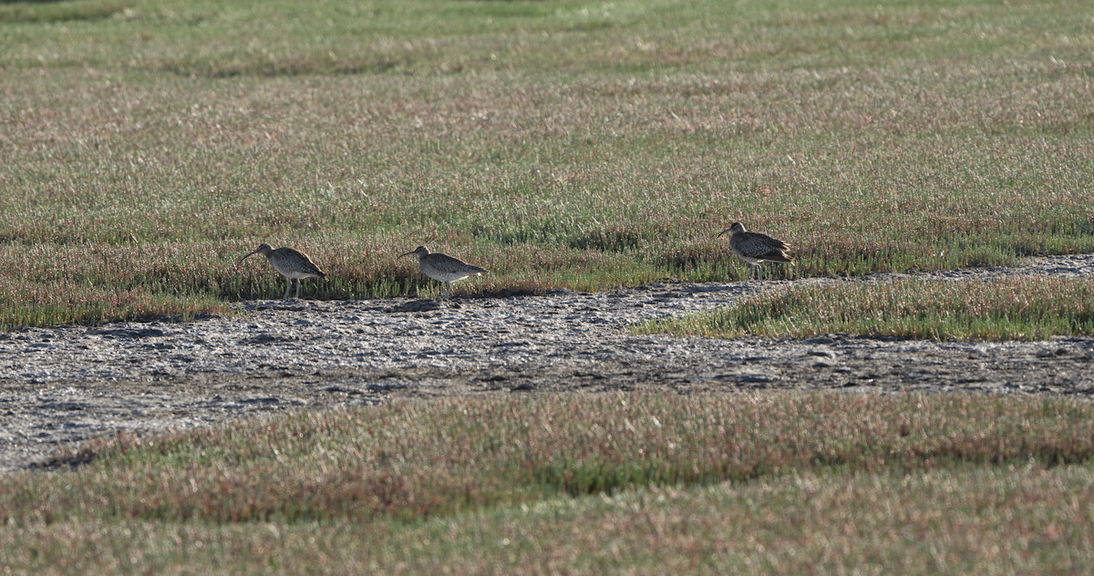 Regenbrachvogel - ML620459473