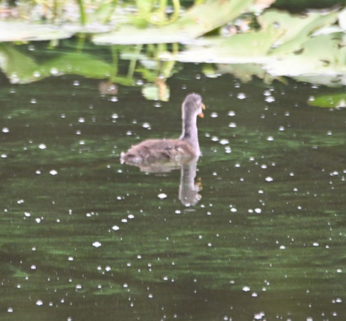 Common Gallinule - Paula Gatrell