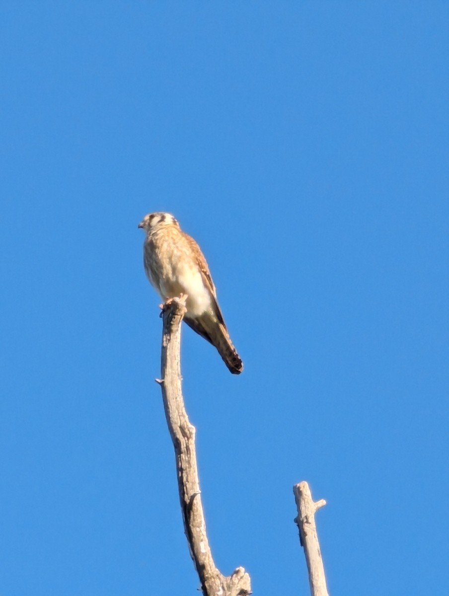 American Kestrel - ML620459485