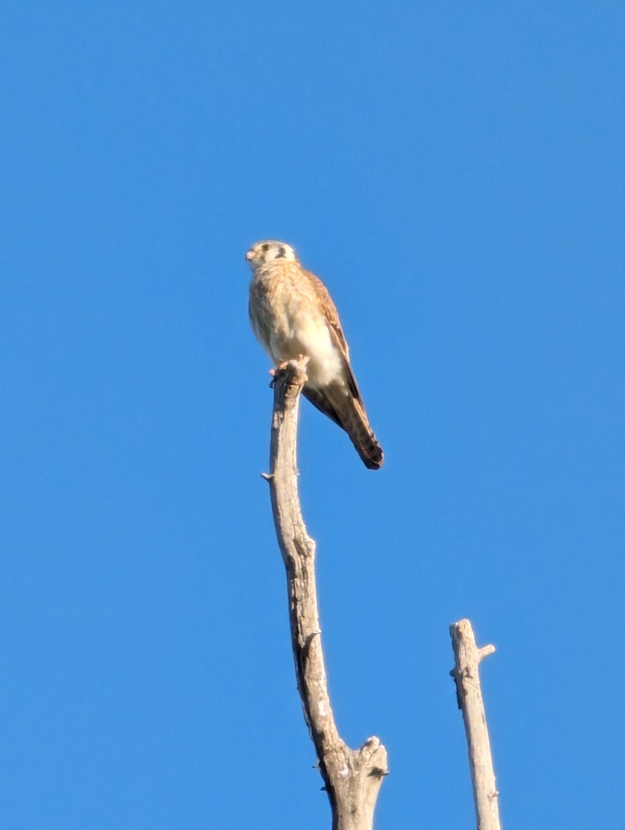 American Kestrel - ML620459486