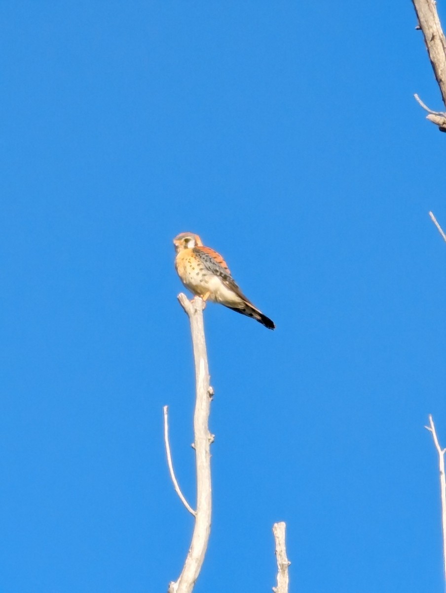 American Kestrel - ML620459487