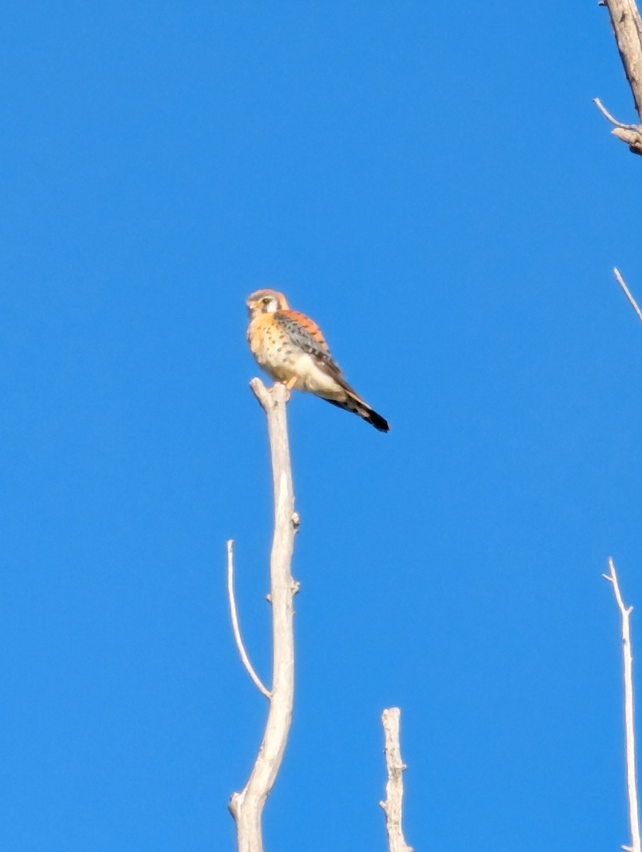 American Kestrel - ML620459488