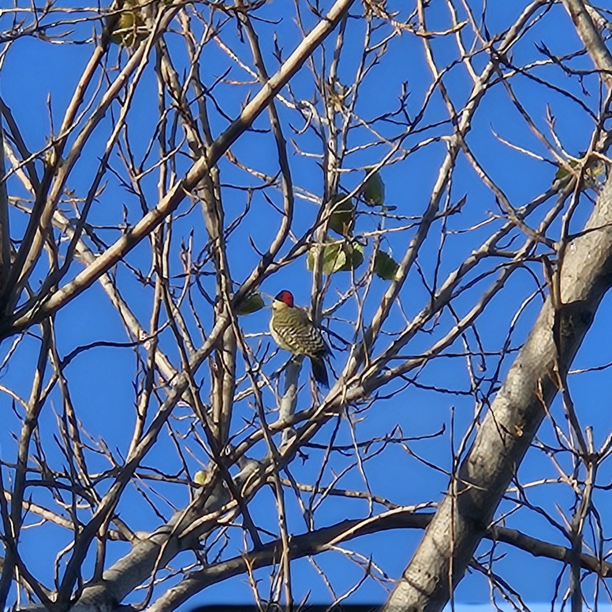 Green-barred Woodpecker - ML620459493