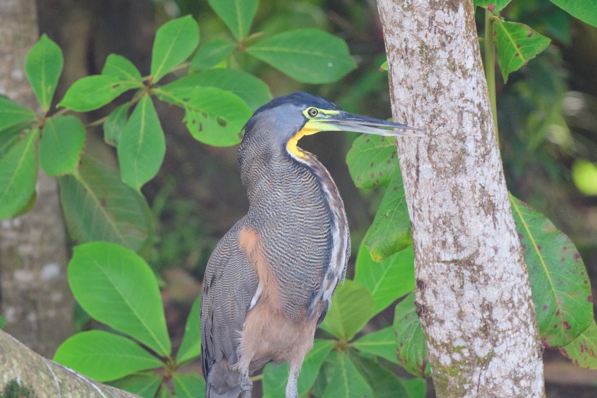 Bare-throated Tiger-Heron - ML620459494