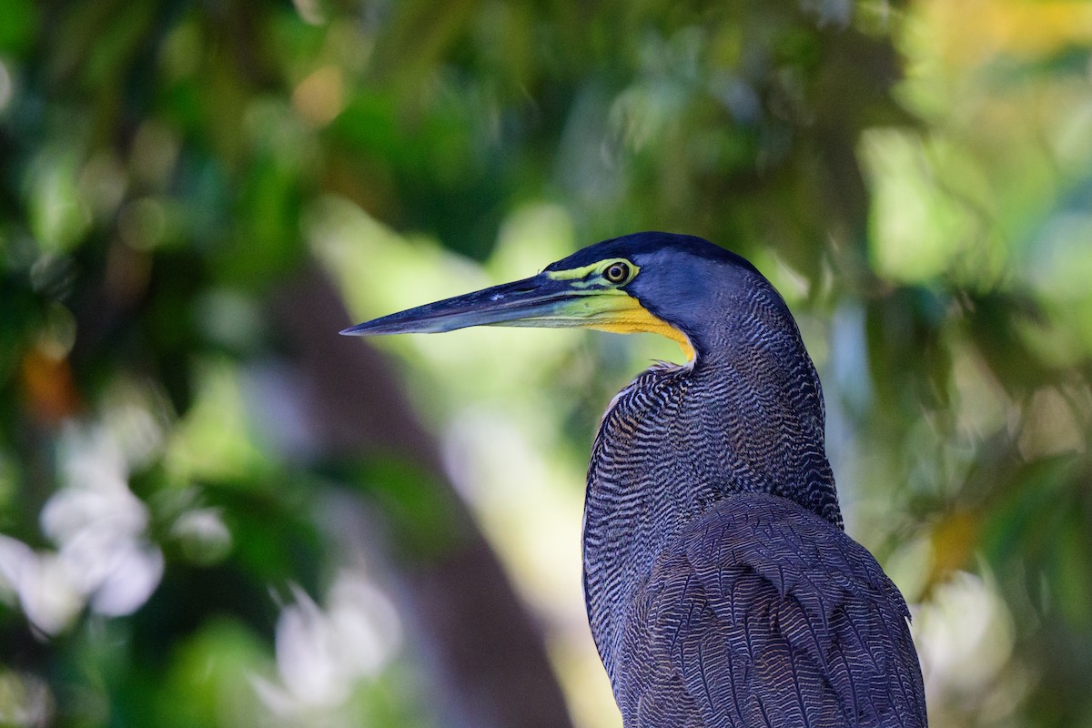 Bare-throated Tiger-Heron - ML620459495