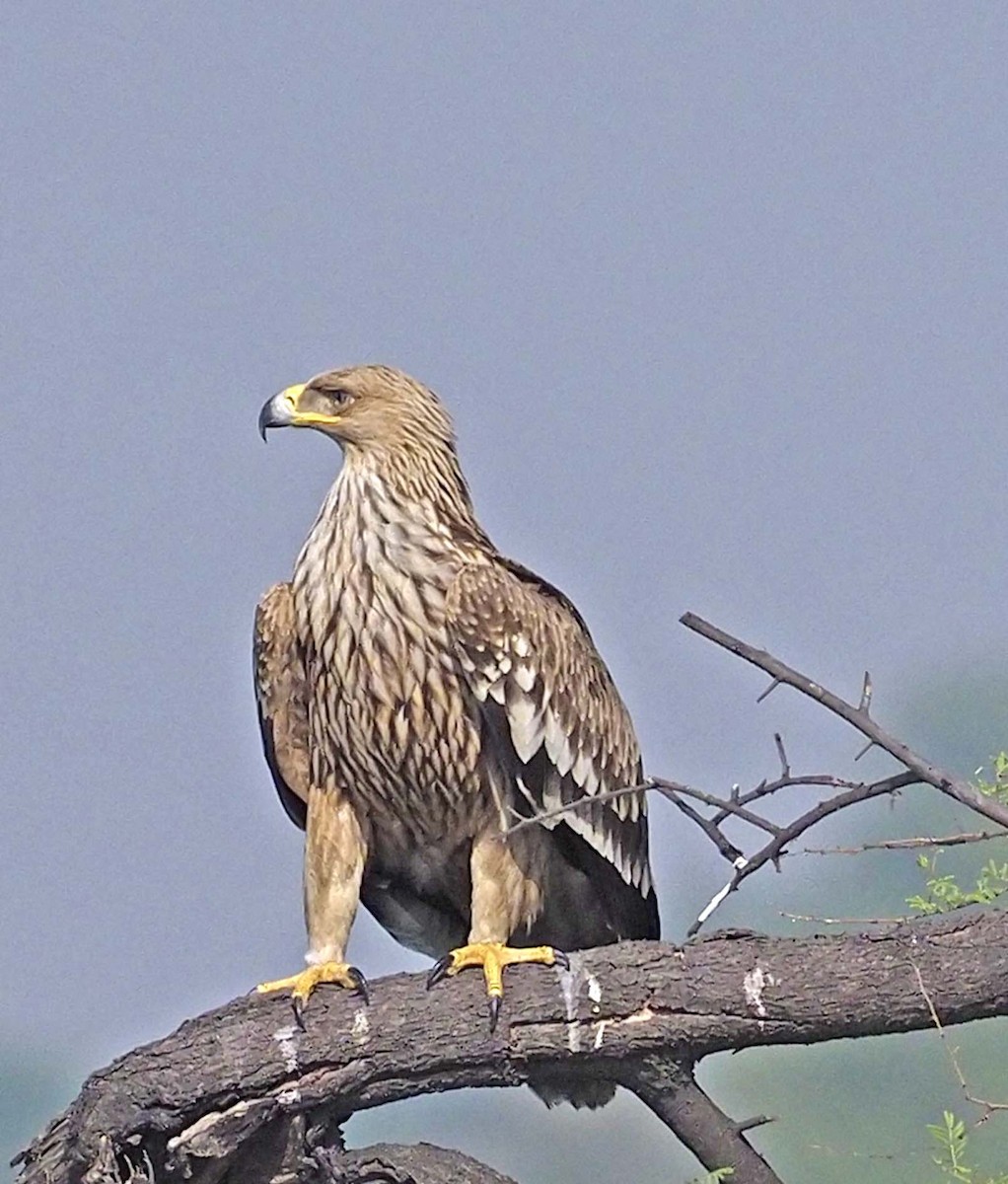 Águila Imperial Oriental - ML620459499