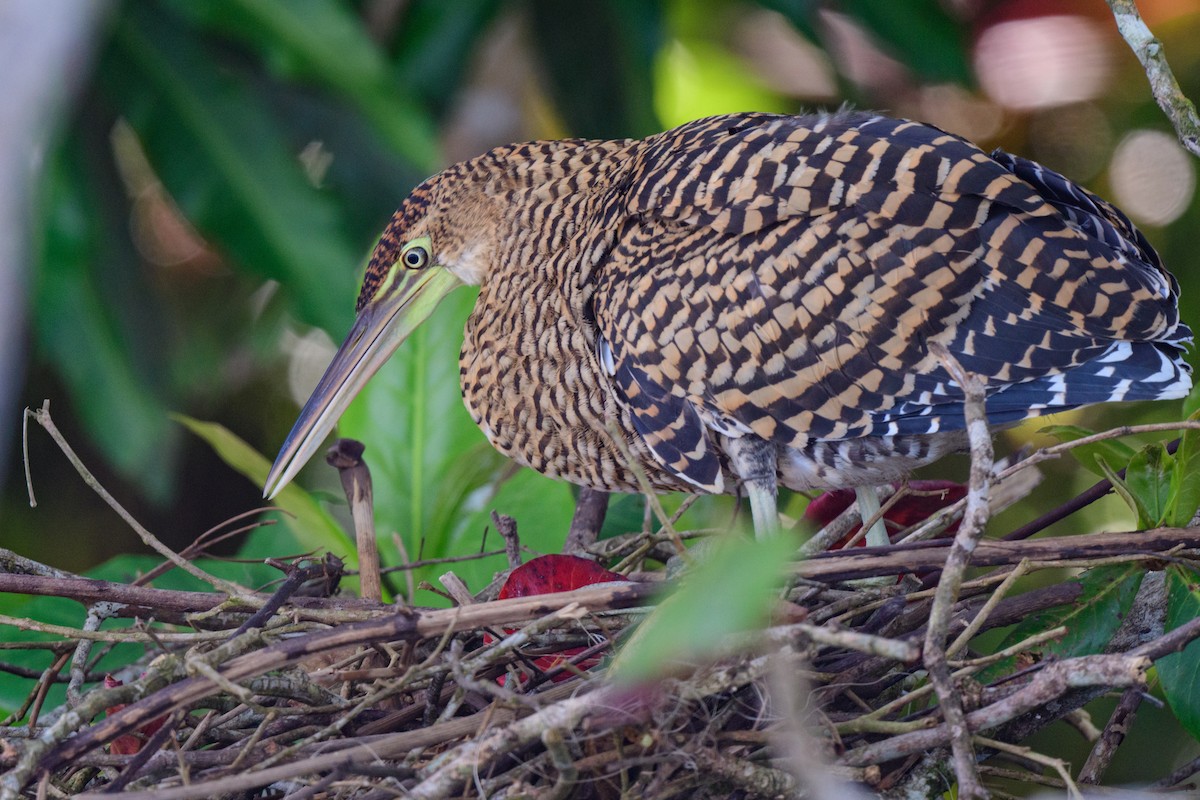 Bare-throated Tiger-Heron - ML620459502