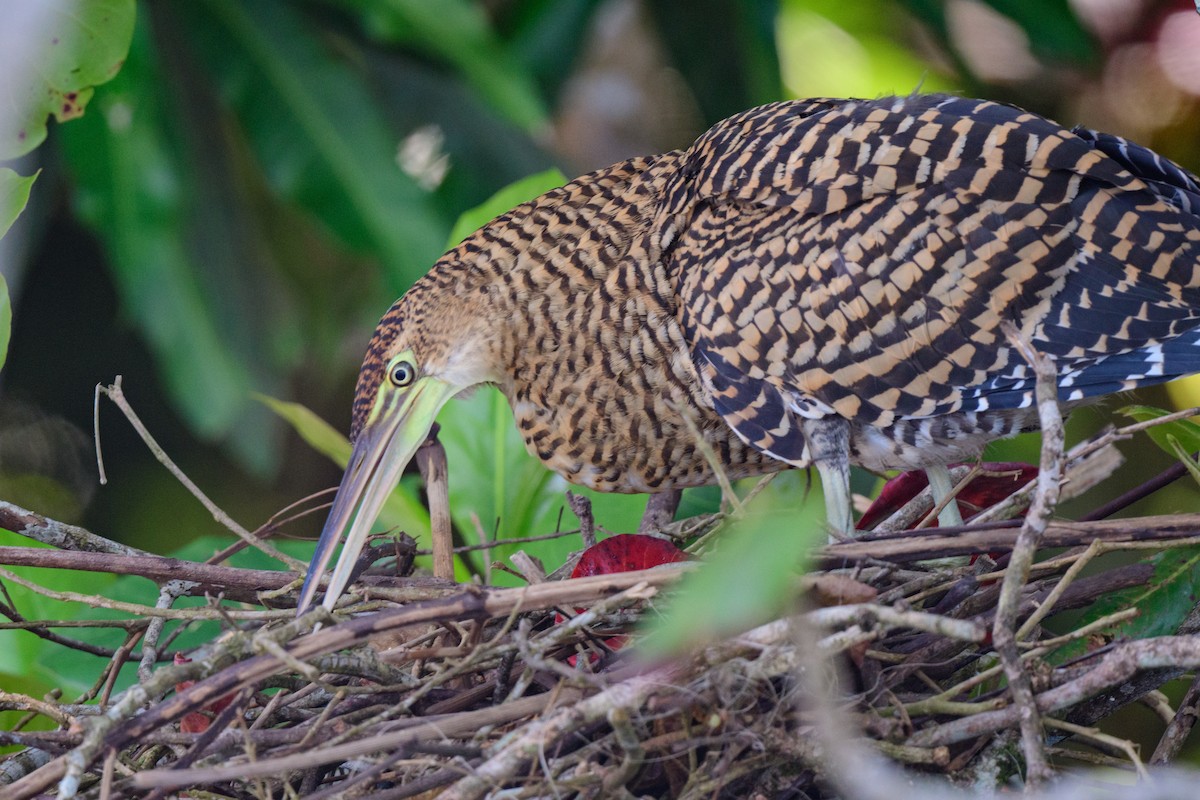 Bare-throated Tiger-Heron - ML620459503