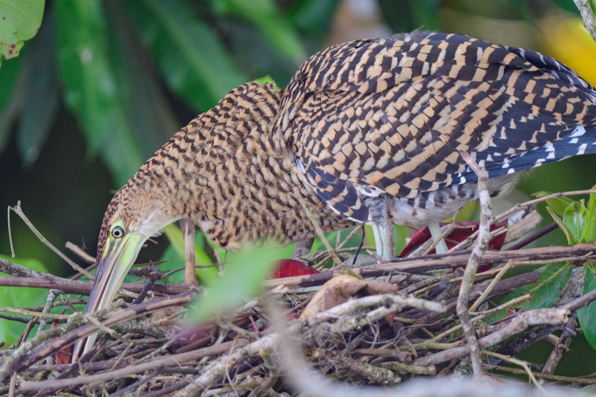 Bare-throated Tiger-Heron - ML620459504