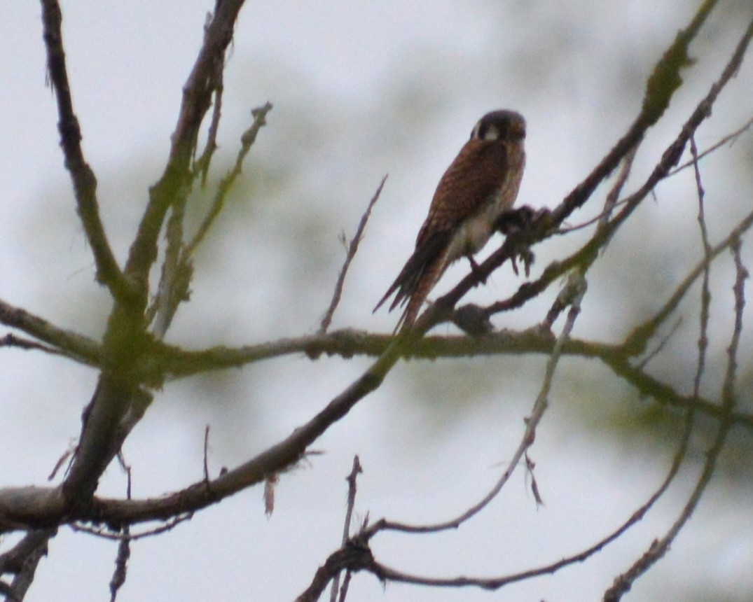 American Kestrel - ML620459506