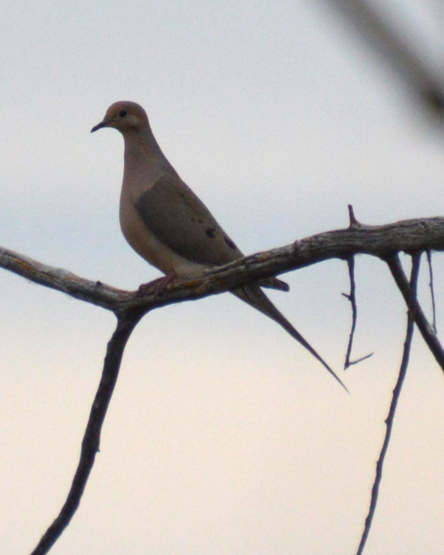 Mourning Dove - ML620459518