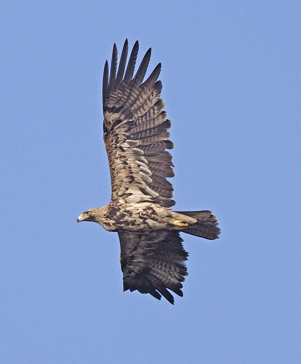 Águila Imperial Oriental - ML620459520