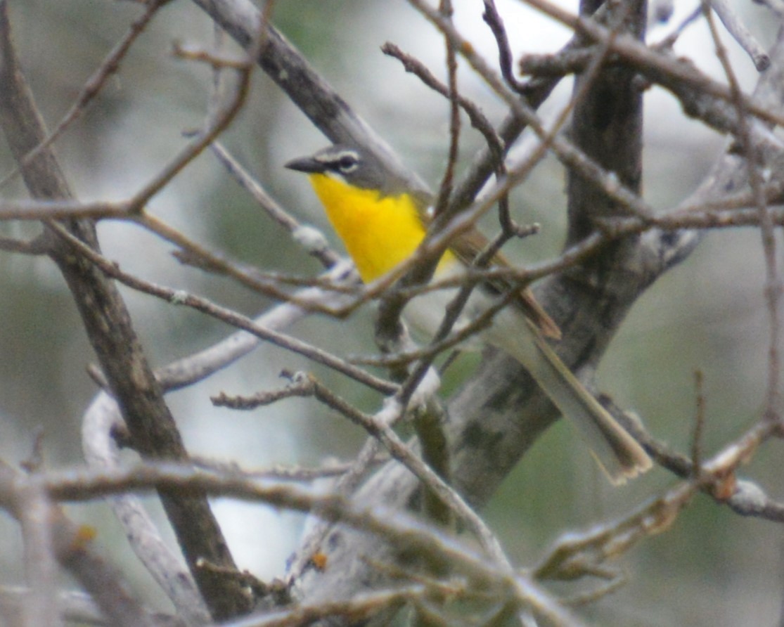 Yellow-breasted Chat - ML620459531