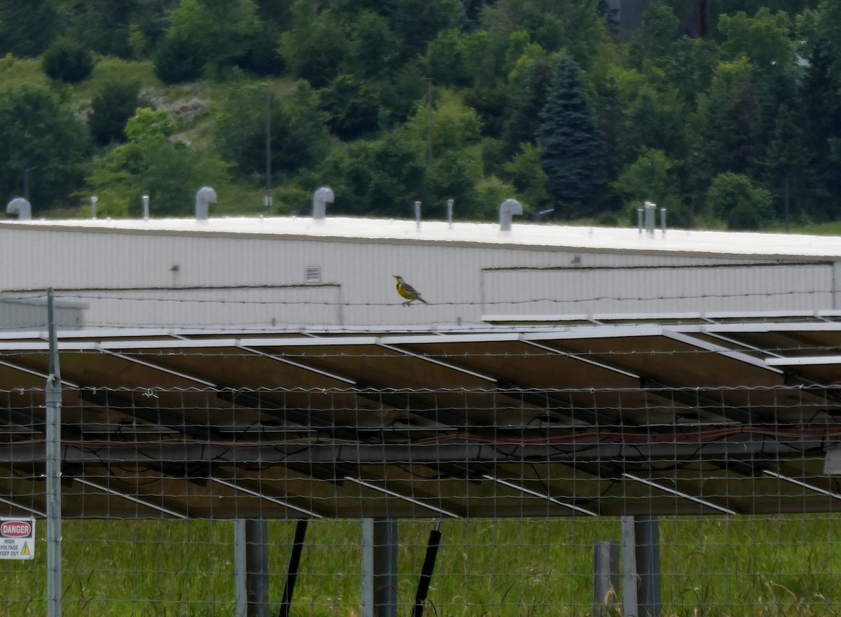 Eastern Meadowlark - ML620459533