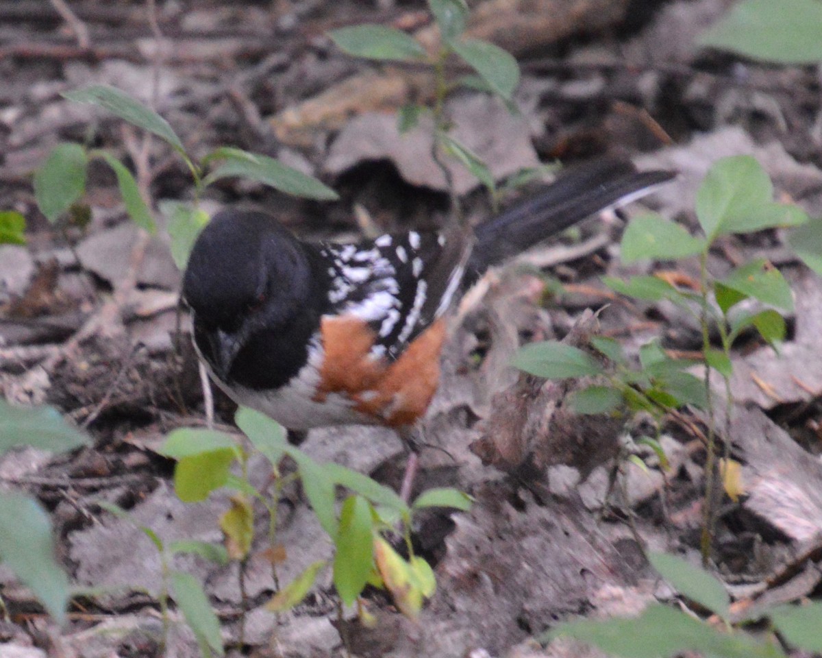 Spotted Towhee - ML620459544