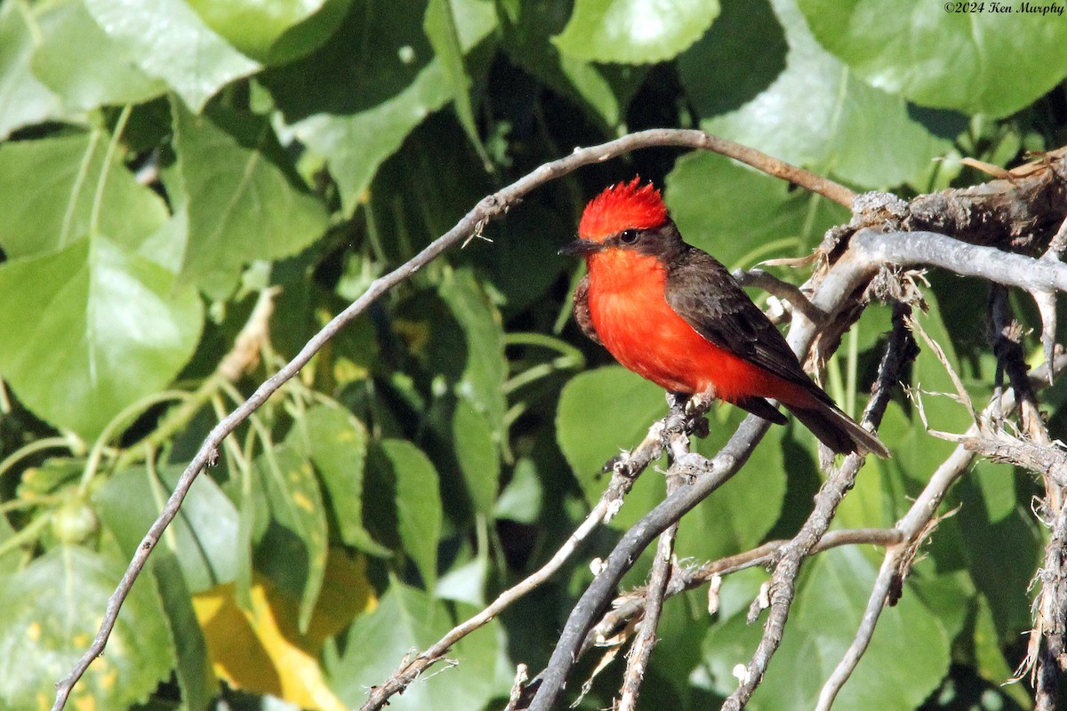 Vermilion Flycatcher - ML620459545