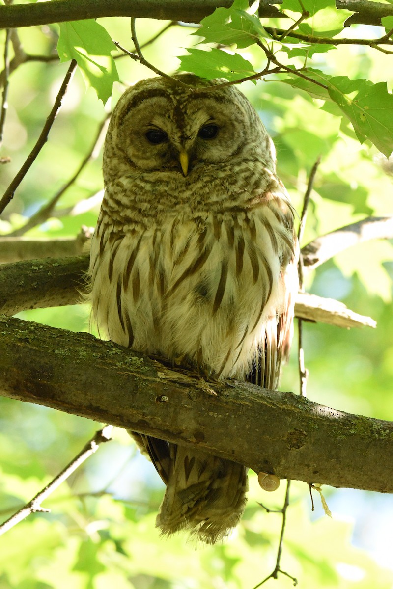 Barred Owl - ML620459546