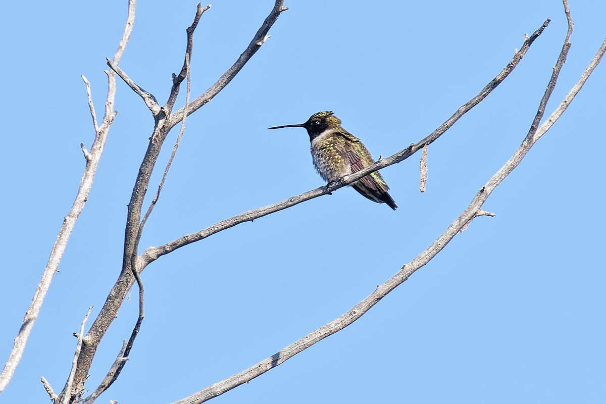 Black-chinned Hummingbird - ML620459551