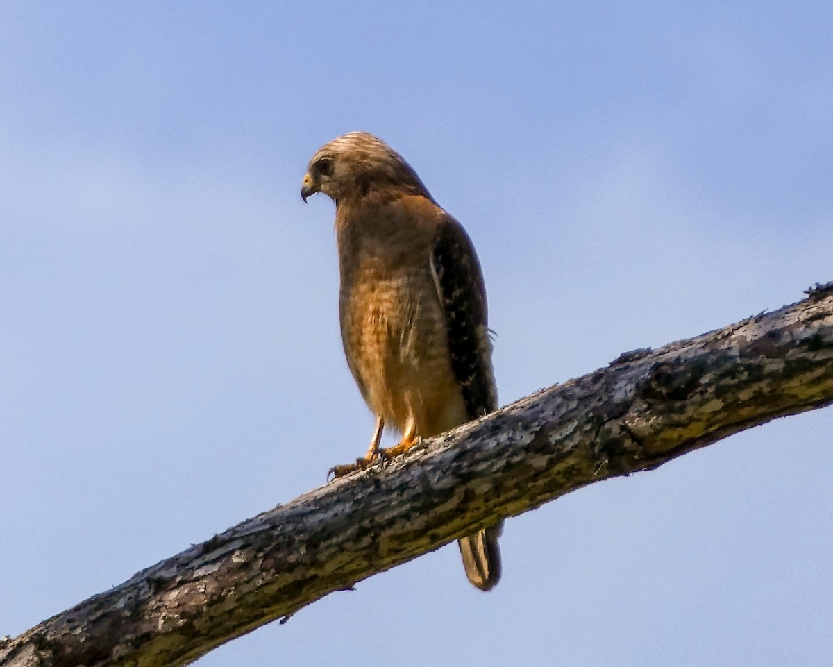 Red-shouldered Hawk - ML620459554