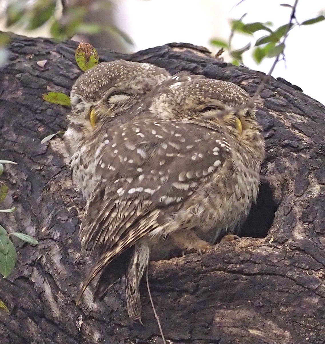 Spotted Owlet - ML620459556