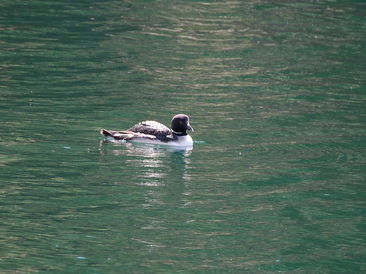 Common Loon - Scott Ramos