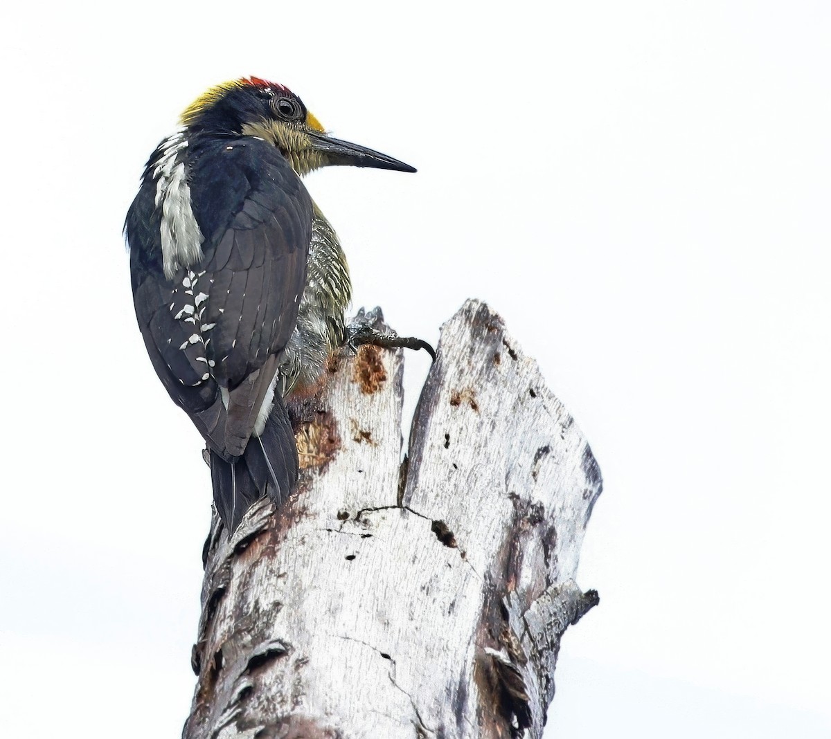 Golden-naped Woodpecker - ML620459568