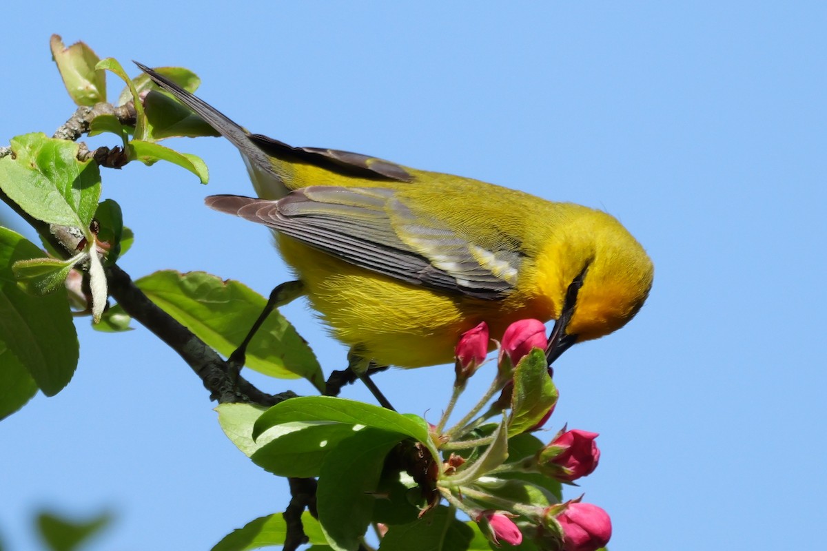 Golden-winged x Blue-winged Warbler (hybrid) - ML620459581