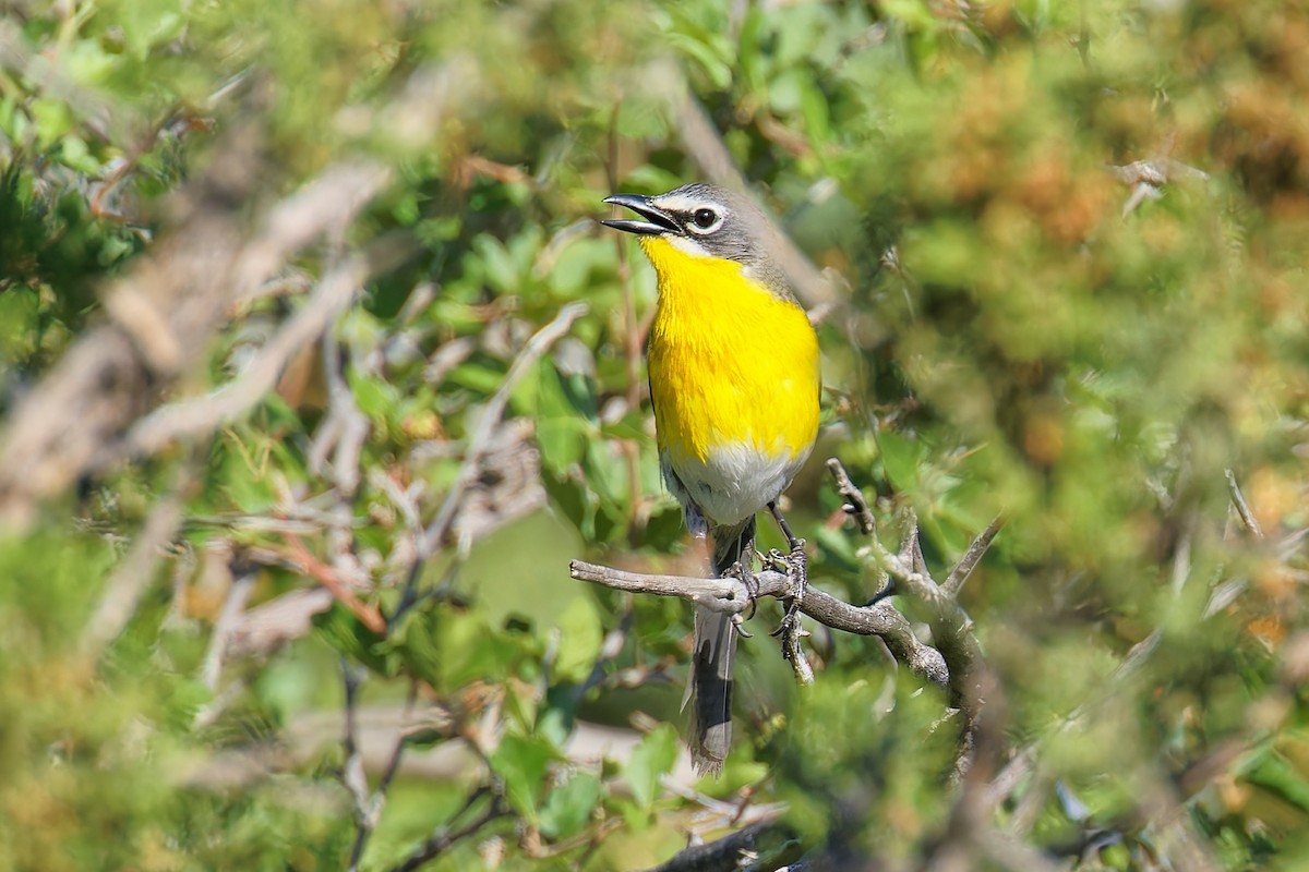 Yellow-breasted Chat - ML620459589
