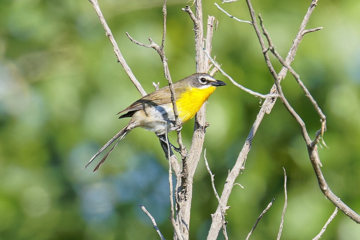 Yellow-breasted Chat - ML620459590