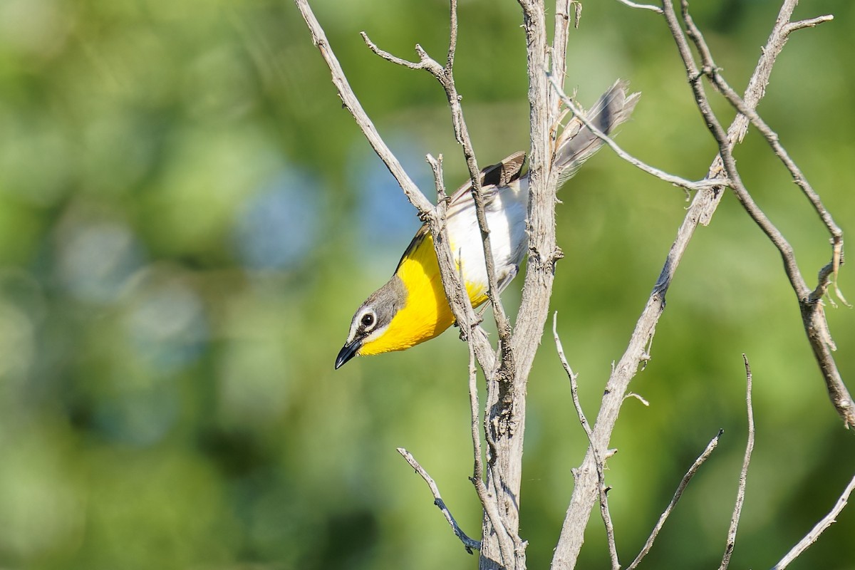 Yellow-breasted Chat - ML620459591