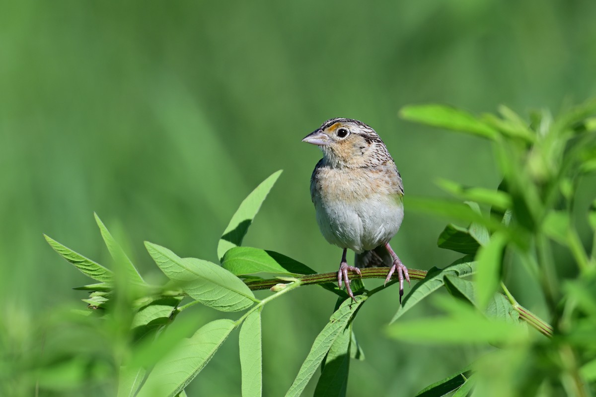 Grasshopper Sparrow - ML620459606
