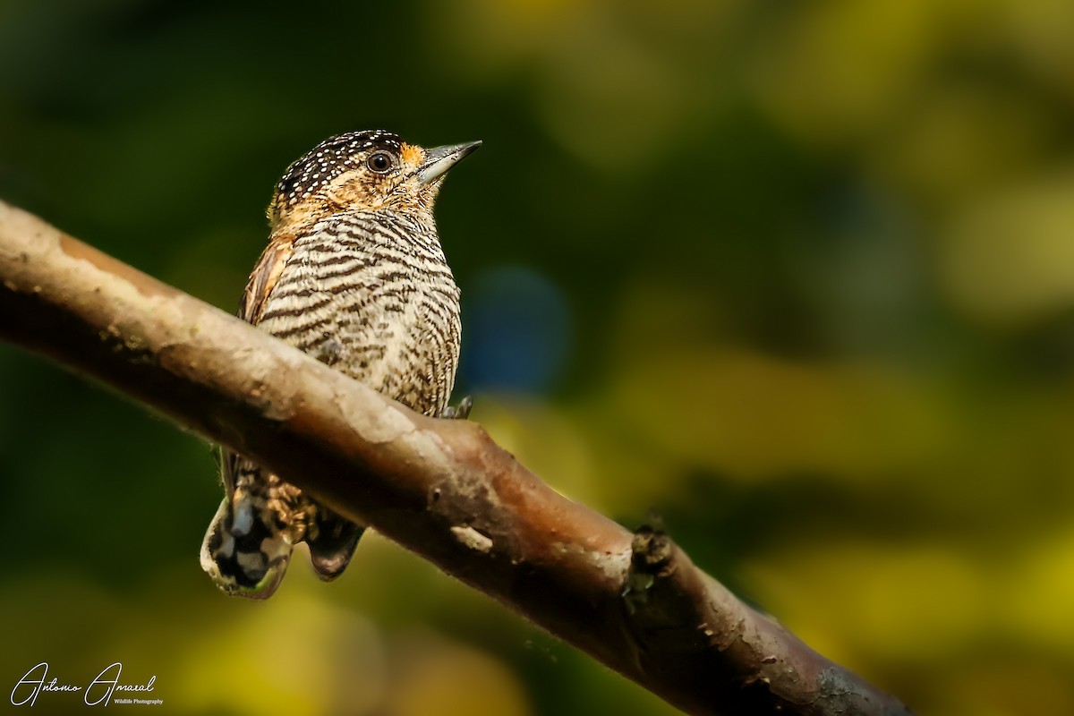 Ochre-collared Piculet - ML620459609