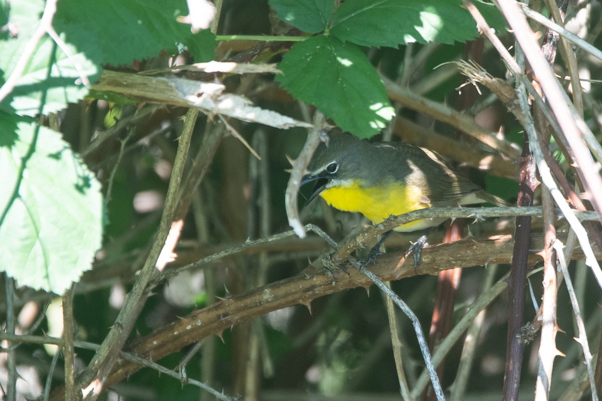 Yellow-breasted Chat - ML620459611