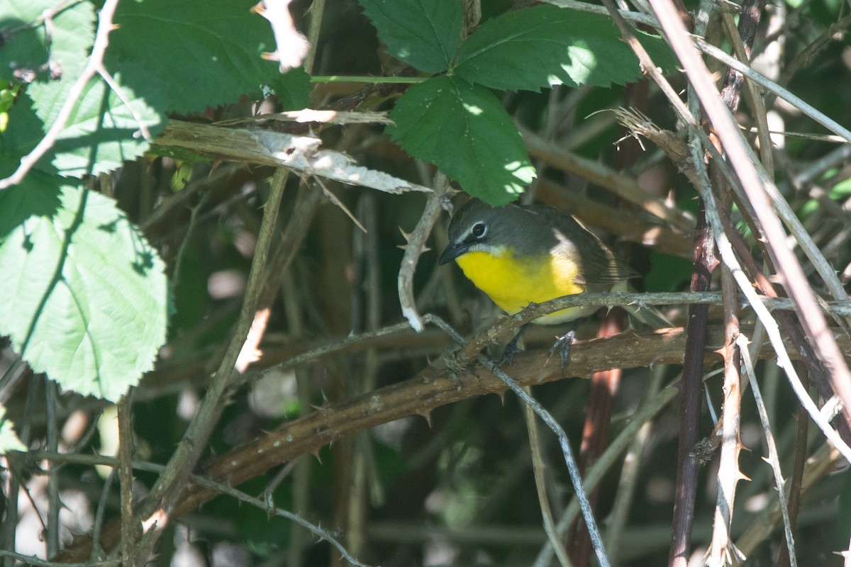 Yellow-breasted Chat - ML620459612