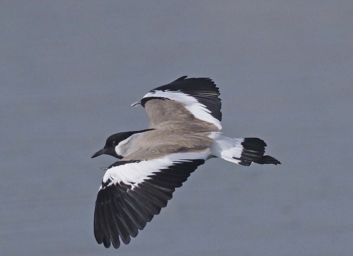 River Lapwing - ML620459613