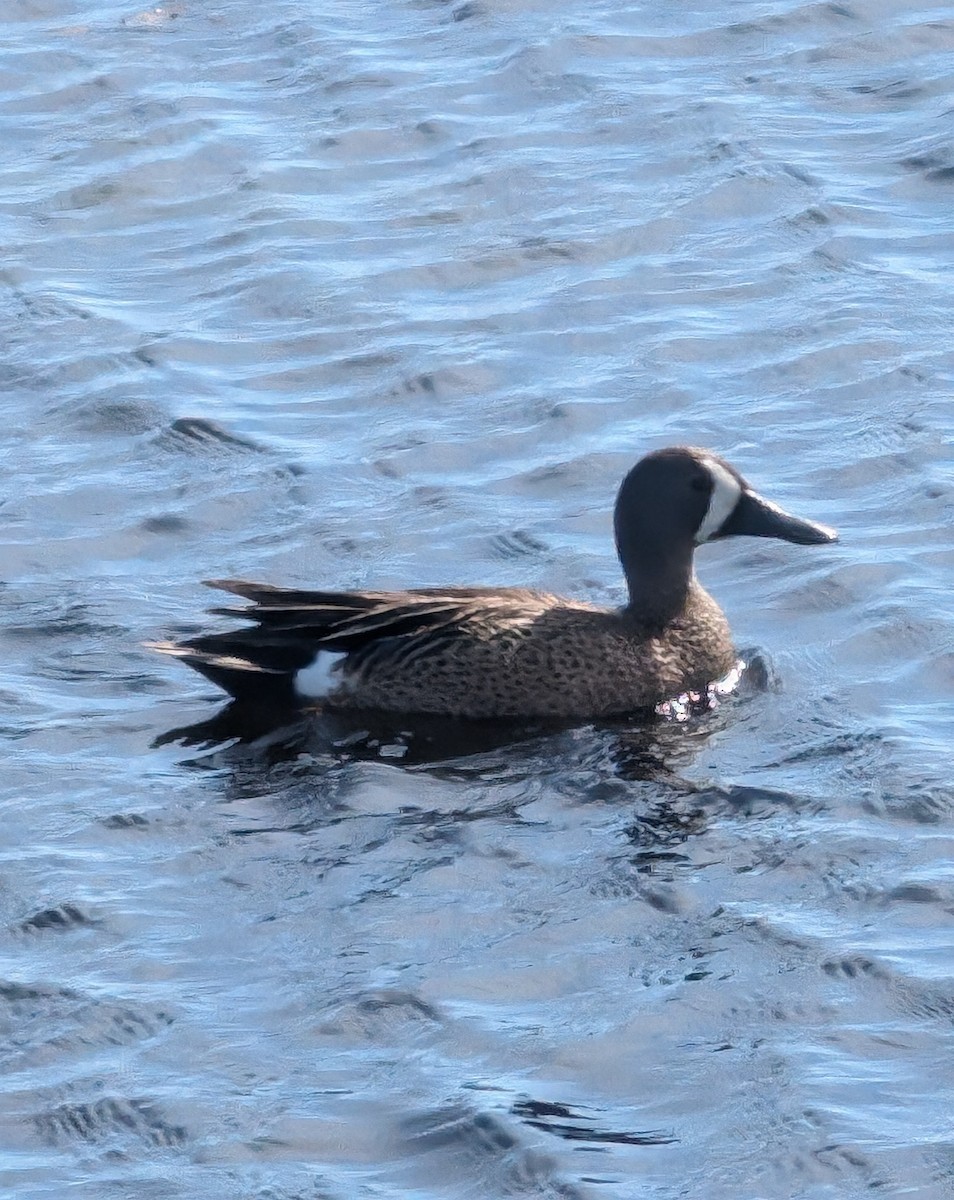 Blue-winged Teal - ML620459618