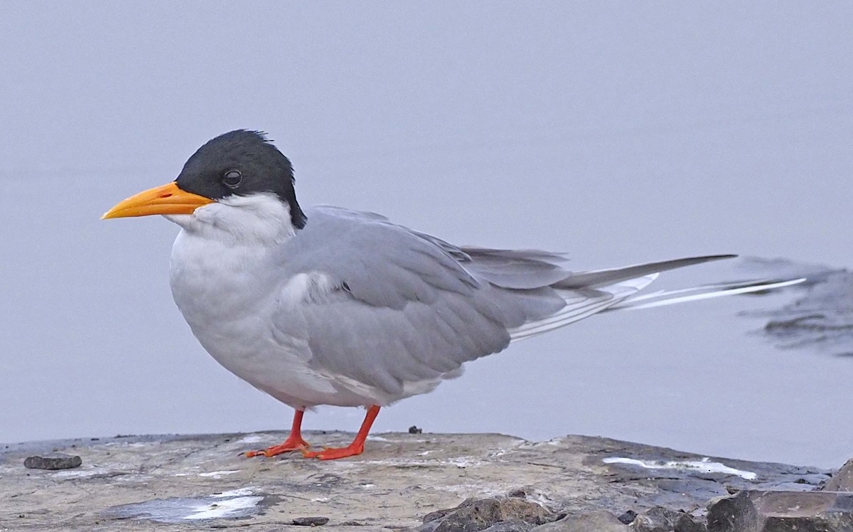 River Tern - ML620459626